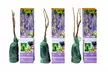 Lot de 3 ou 6 plants de glycine Wisteria - Second Medium