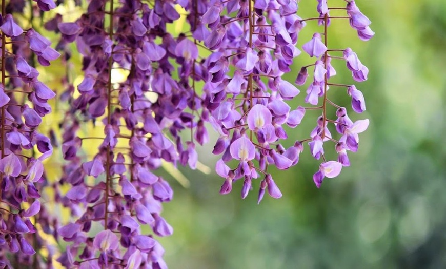 Image 7: Wisteria Plants