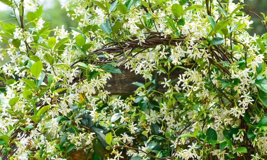 Image 3: One or Two Climbing Scented Star Jasmine Plants 9cm