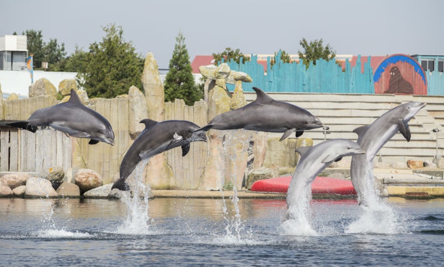 Image 6: Jaarabonnement Dolfinarium