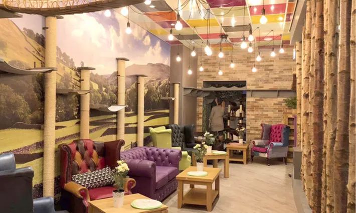 Cat Cafe Entry with Afternoon Tea for Two or Four at Kitty Cafe - Primary Image