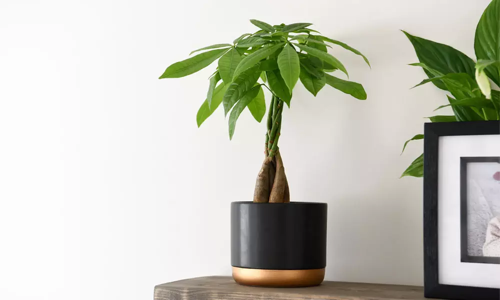 Pachira Aquatica Tree with Braided Stem Plants