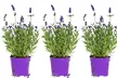 3 o 6 piante di Lavandula angustifolia blu, consegnate in un vaso - Image 2