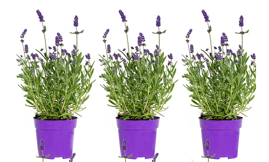 Image 2: 3 o 6 piante di Lavandula angustifolia blu