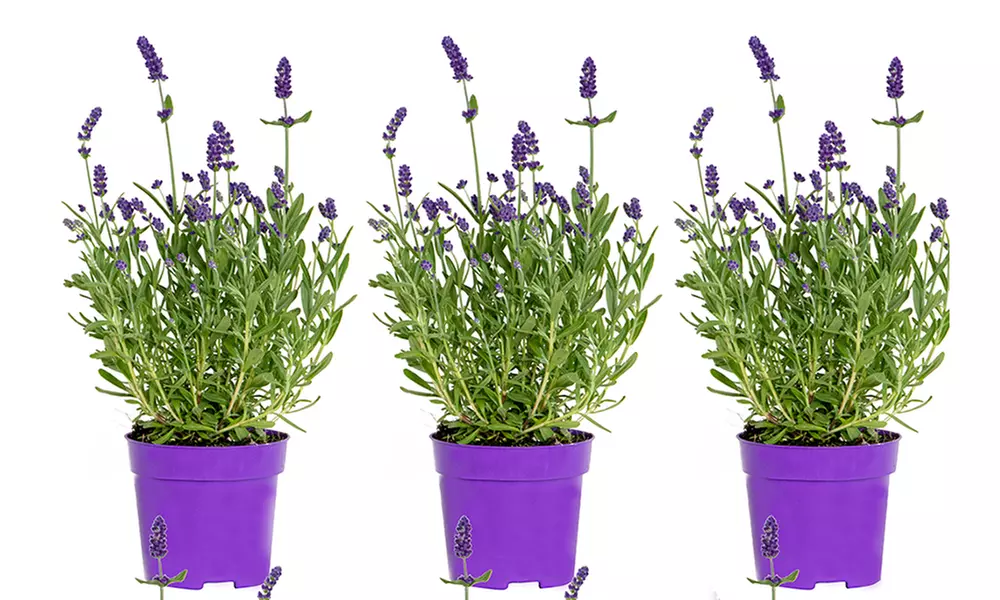 3 o 6 piante di Lavandula angustifolia blu