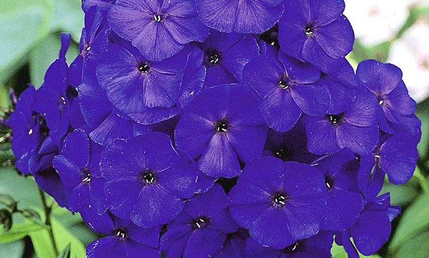 Image 3: 12 Knollen Duft-Phlox in 4 Farben