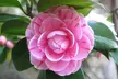 3 o 6 piante di Camelia Japonica o rosa giapponese, disponibili in 3 colori - Image 5