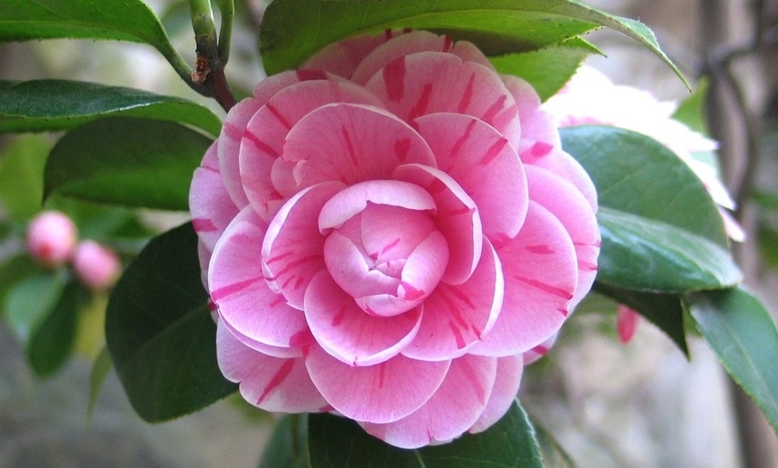 Image 5: 3 o 6 piante di Camelia Japonica