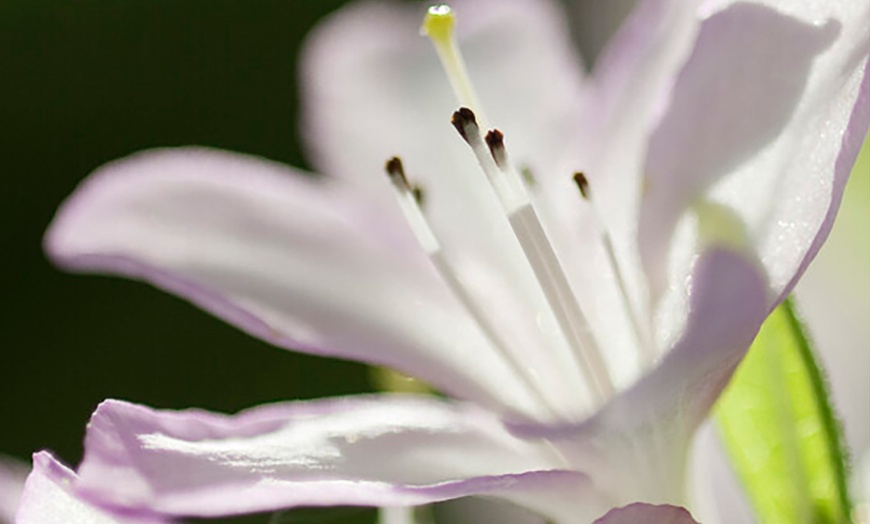 Image 4: 3x rhododendrons