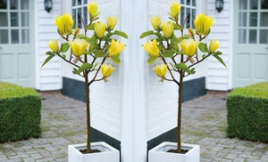 Up to Three Magnolia Standard Yellow Bird Plants