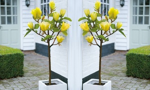  Exotic Magnolia Yellow Bird Plant 