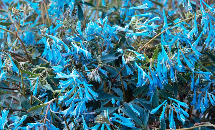 Image 3: Corydalis 'Blue Heron' Jumbo Plug