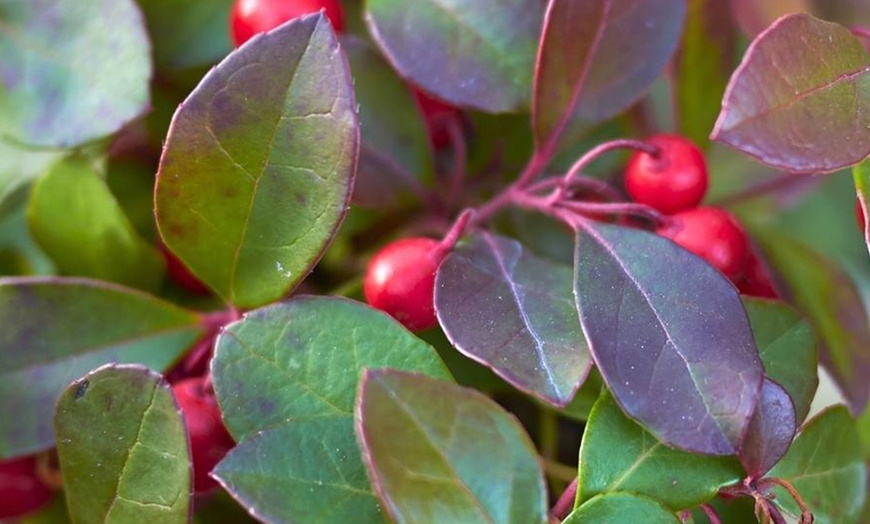 Image 4: Set van 6 Gaultheria planten 'Big Berry'