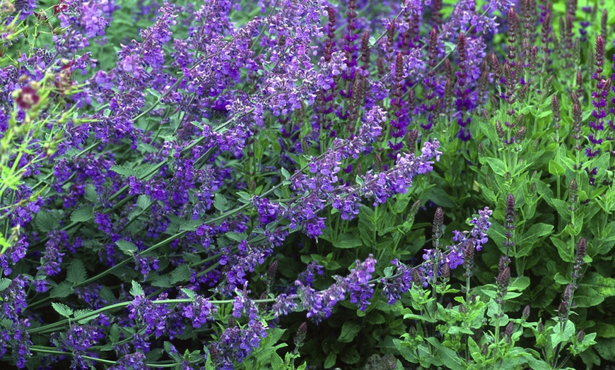 Image 3: Nepeta Plant Collection