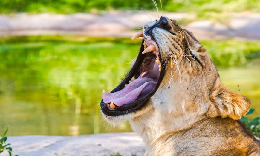 Image 17: Zoo and Learning Centre Entry: Child (AED 8), Adult (AED 25)