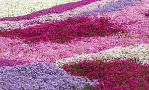 5, 10, 20 or 50 Phlox Creeping Collection Plug Plants