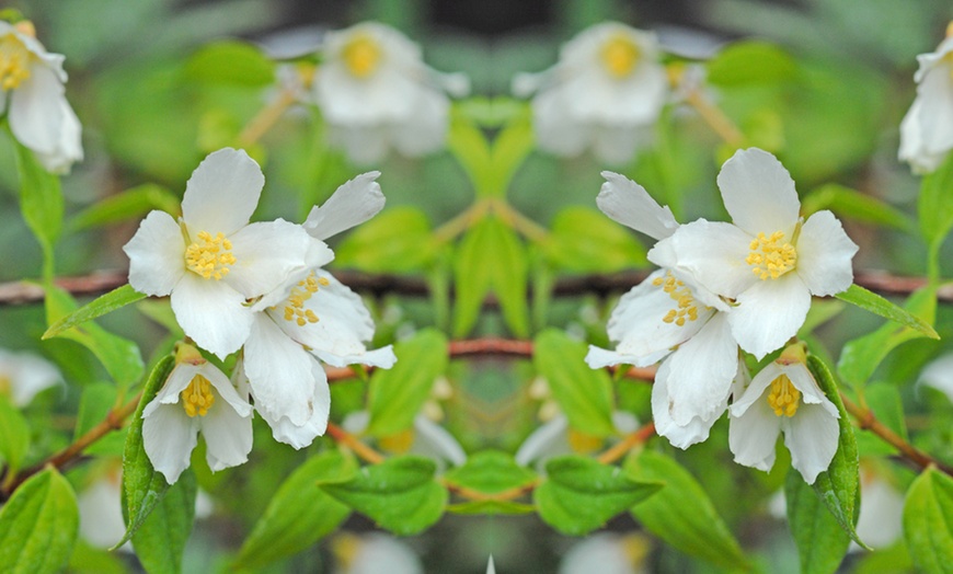 Image 3: Philadelphus Lemoinei Collection