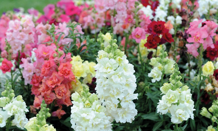 Image 3: Summer Bedding Plant Collection