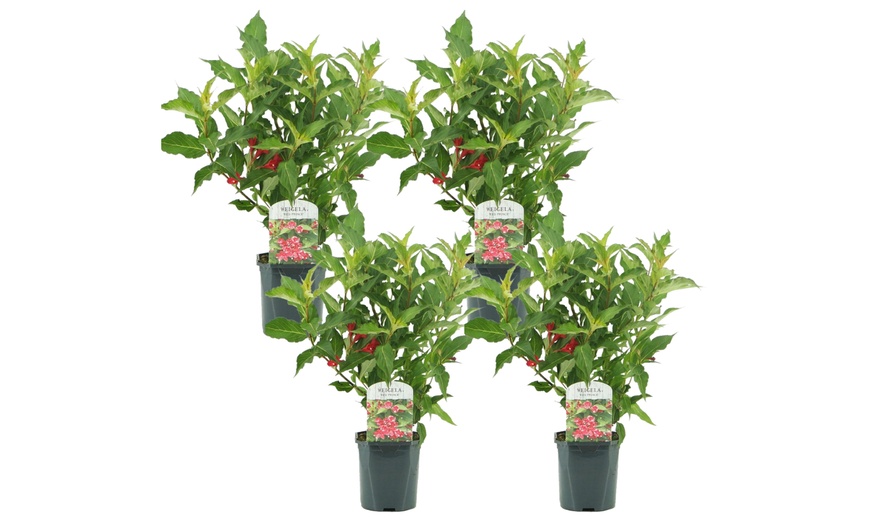 Image 5: Two or Four Rootz  Weigela Red Prince P17 Set 