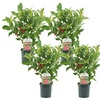 Image 5: Two or Four Rootz  Weigela Red Prince P17 Set 