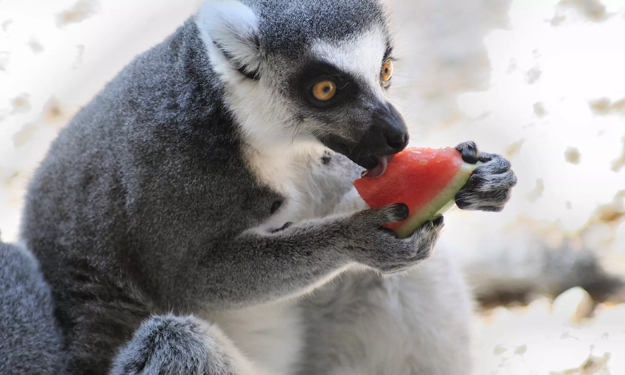 Entrada de un día para niño o adulto en Terra Natura Murcia