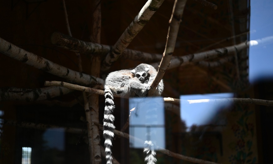 Image 17: ZOO Borysew: ulgowy lub normalny bilet wstępu