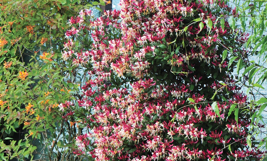 Image 4: Honeysuckle Fragrant Cloud Plants