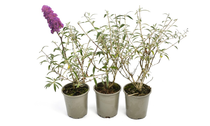 Image 4: 3x oder 8x Schmetterlingsflieder „Buddleja davidii"