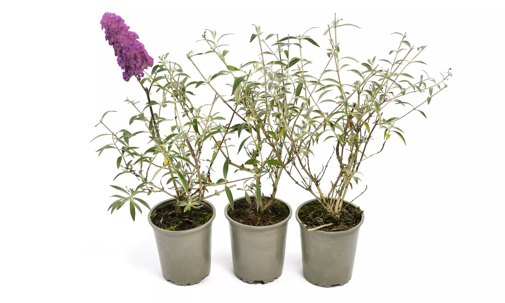 3x oder 8x Schmetterlingsflieder „Buddleja davidii"