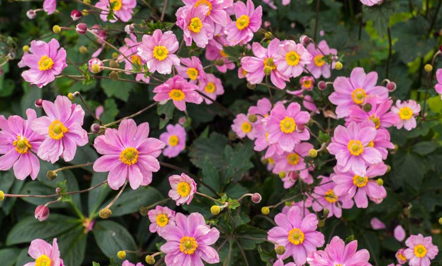 Image 2: Anemone Serenade Plug Plant