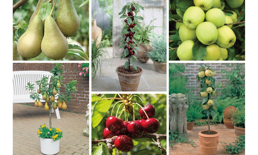 Image 1: Orchard Fruit Tree Collection - 5 Potted Plants