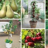 Image 1: Orchard Fruit Tree Collection - 5 Potted Plants