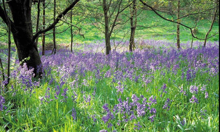 Image 2: English Bluebell Bulbs