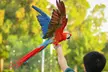 General admission to Dubai Exotic Bird-Show at Creek Park Bird Show in Dolphinarium - Image 3