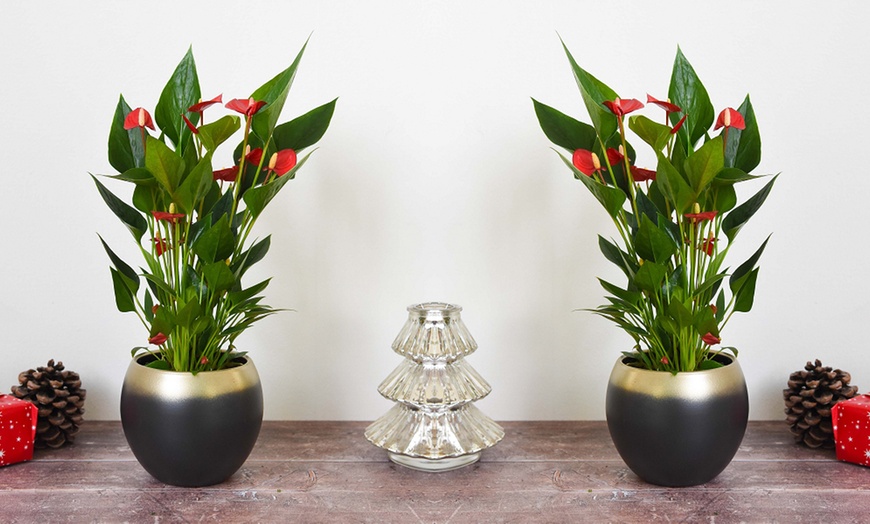 Image 3: Anthurium Million Flower in 18cm Ceramic Pot 