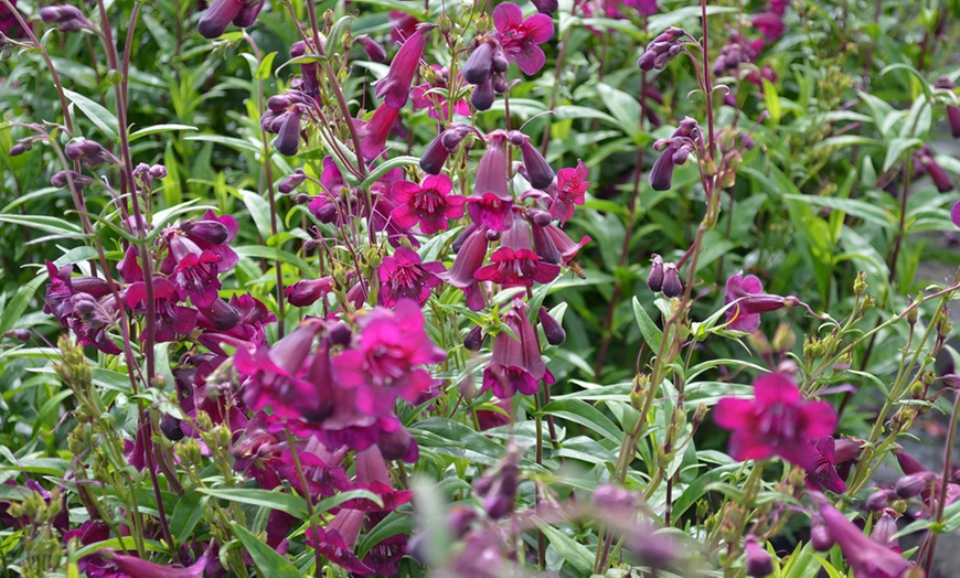 Pest Resistant Penstemon Blackbird - 1, 3 Or 5 Potted Plants 