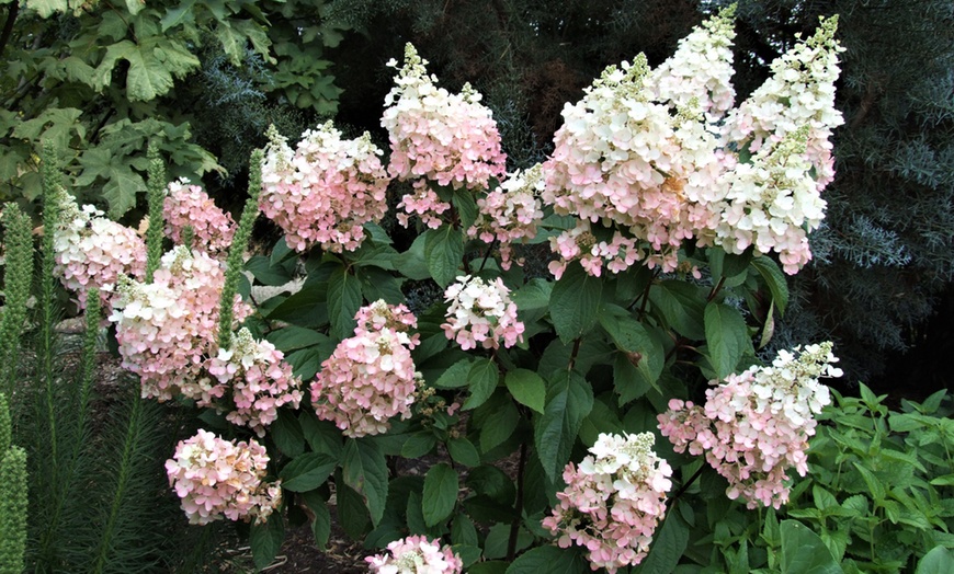 Image 1: Hortensia Pink Diamond 