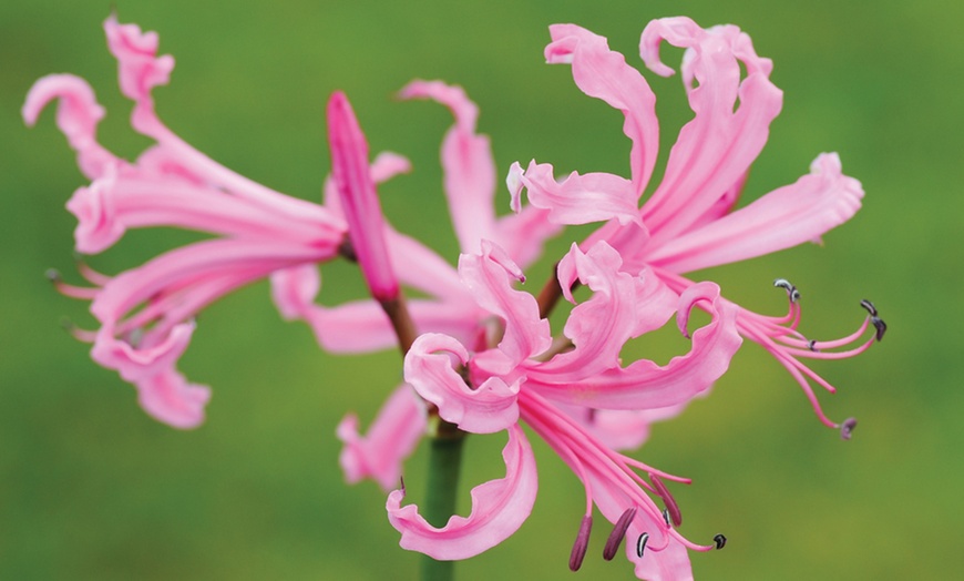 Image 2: Nerine Bowdenii Bulbs