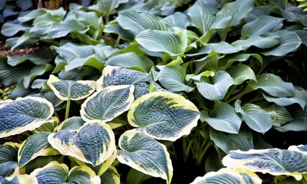 Fragrant Upright Hosta Bare Roots (5-, 8-, or 15-Pack) - Second Medium