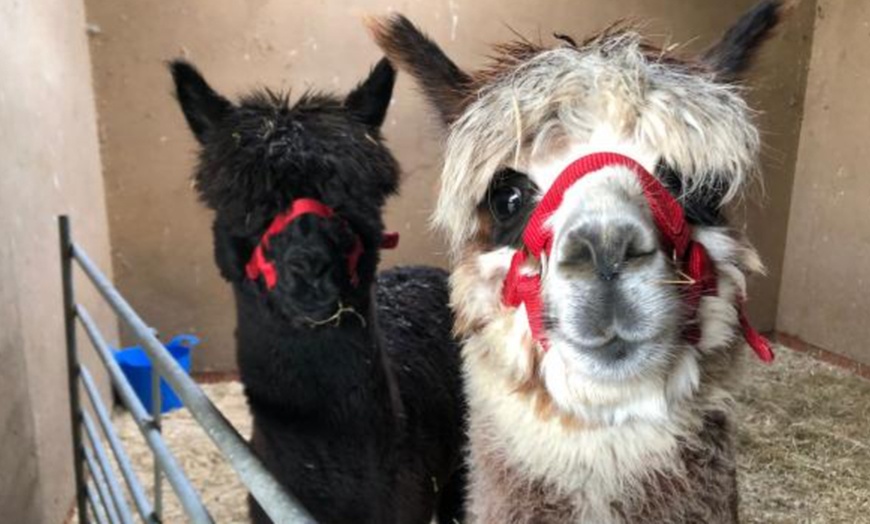 Image 10: Enjoy a Fun Farm Walk and Alpaca Meet for One, Two, or Four People