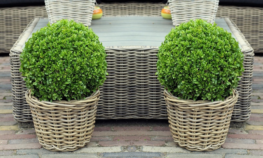 Image 1: 2,4 ou 6 Plantes boule Buxus