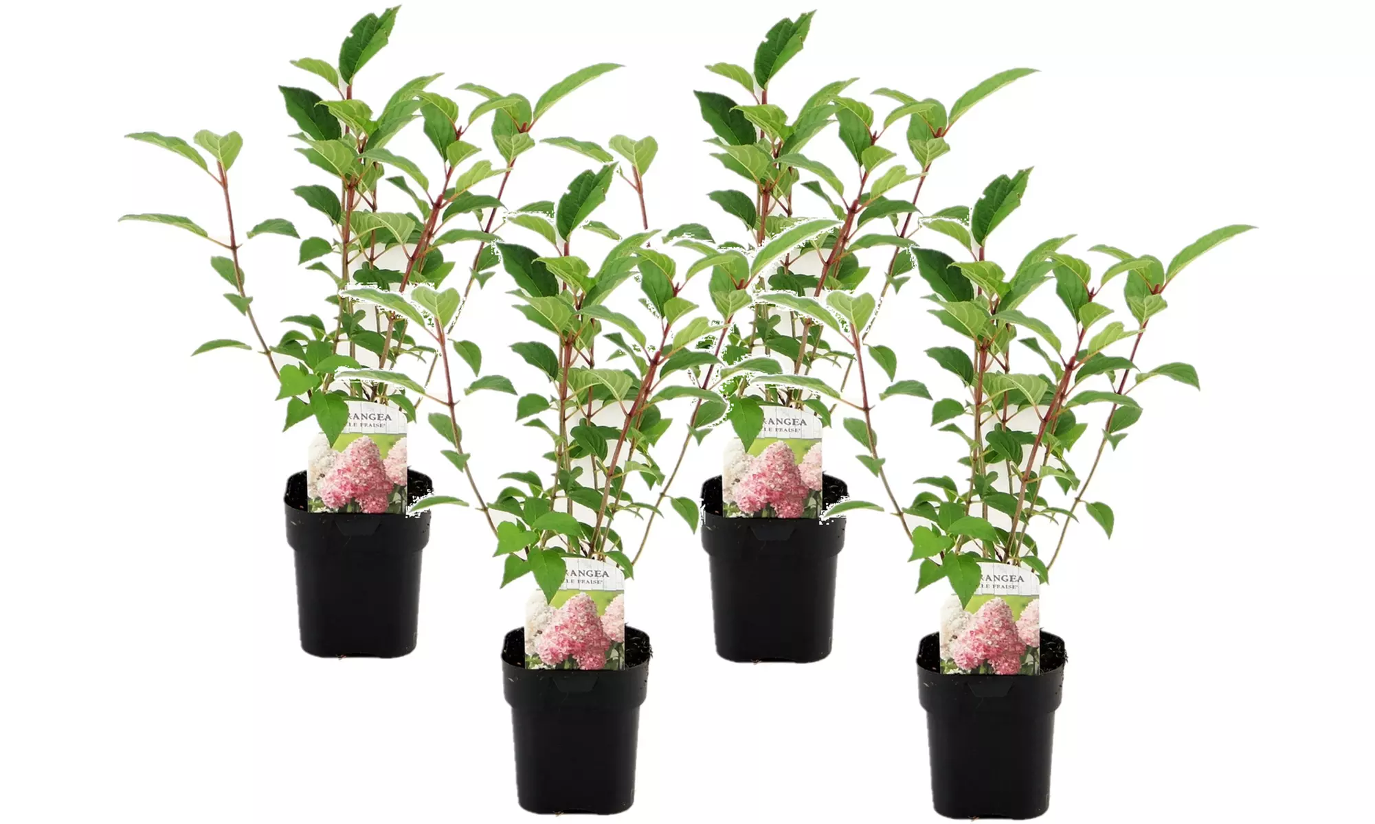 Lot de 2 ou 4 plantes Hydrangea paniculata 'Vanille Fraise' - Image 6