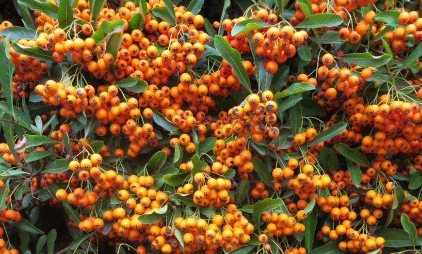 Image 4: Three or Six Evergreen Shrub Trio Potted Plants