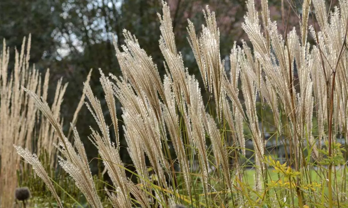 1 ou 2 pots de Miscanthus "Kleine Silberspinne" - Image 4