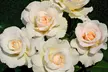 Rose Standard Collection - Red, White, Yellow & Pink - 1 or 4 plants - Image 7