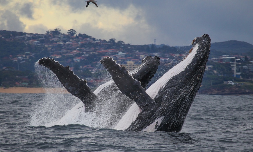 Image 4: Join Whale Watching Sydney for a 2-Hour Express Whale Watching Cruise