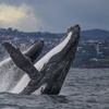 Image 4: Join Whale Watching Sydney for a 2-Hour Express Whale Watching Cruise