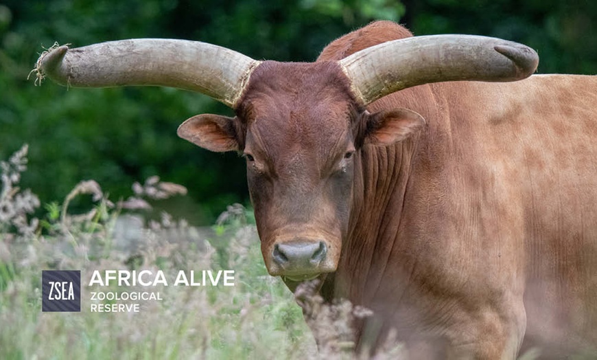 Image 7: Africa Alive! Zoo Entry Tickets - Weekday and weekend availability!