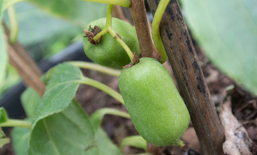 Image 2: Potted Kiwi Berry Plant