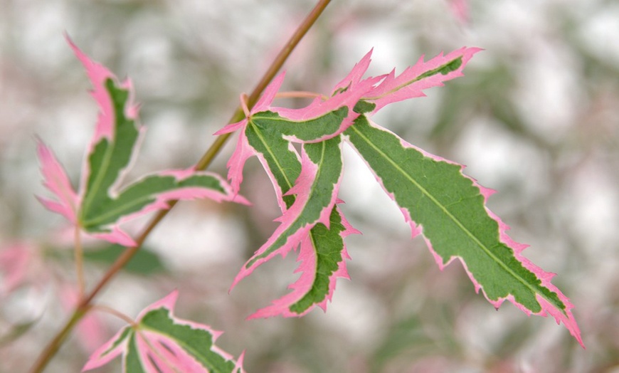 Image 3: 1 o 2 piante di Acer Palmatum Taylor